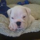 Rocco 1 mes 15 dias